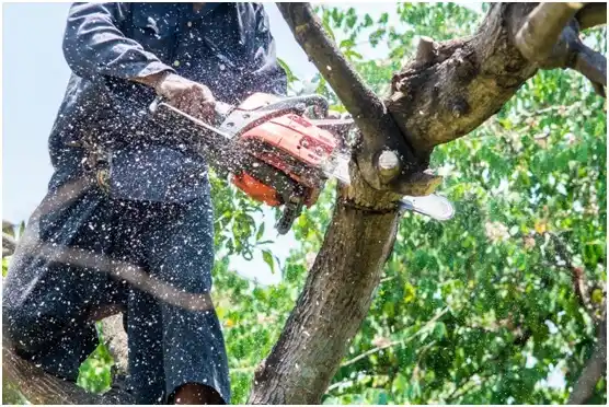 tree services Fountain Green